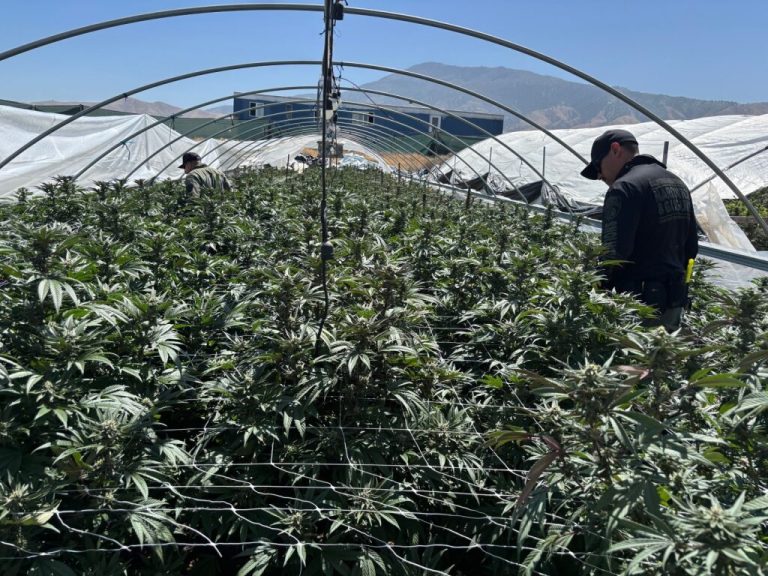 Record amount of illicit California cannabis seized in 2025