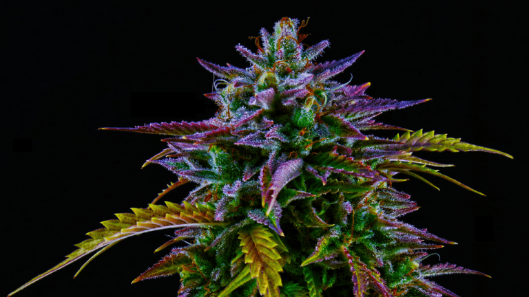 Cannabis All-Stars — The Best Strains of 2023