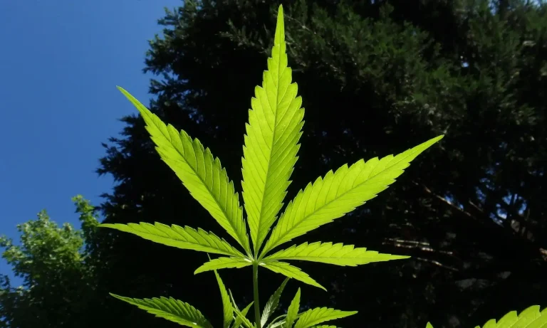 Virginia Governor Signs Bills To Protect Marijuana Users’ Parental Rights And Allow Medical Use In Hospitals