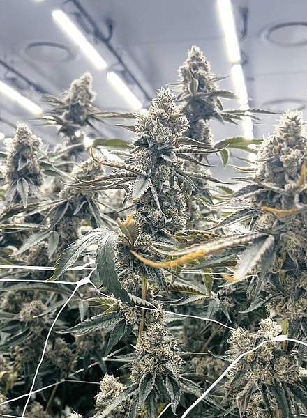 Building Smarter Cannabis Operations Through Partnership – Cannabis & Tech Today Building Smarter Cannabis Operations Through Partnership – Cannabis & Tech Today