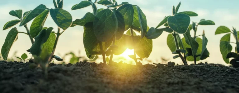 Why Growers Keep Talking About Crop Steering