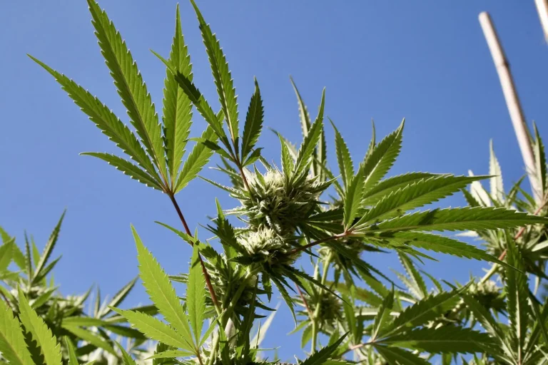 Hawaii Officials Defend Hemp Crackdown From Industry Lawsuit