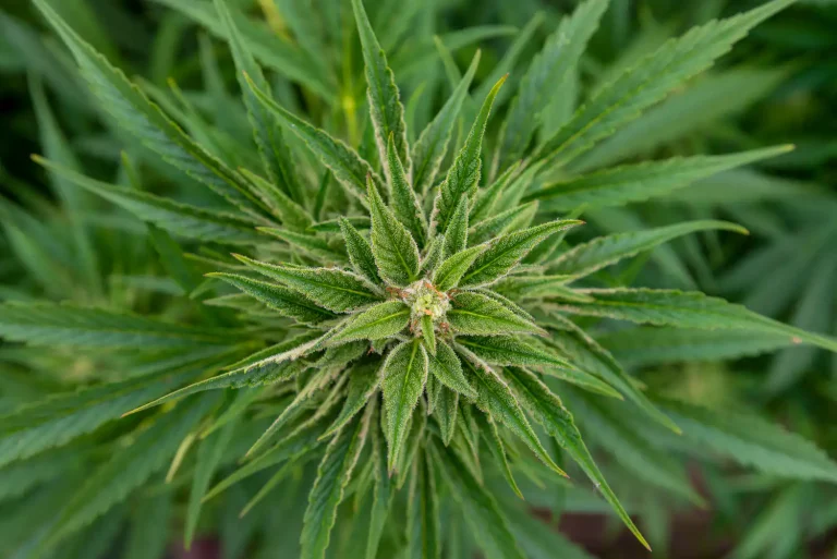 Feds Aren’t Answering States’ Questions On Marijuana Rescheduling Process, South Dakota Official Says
