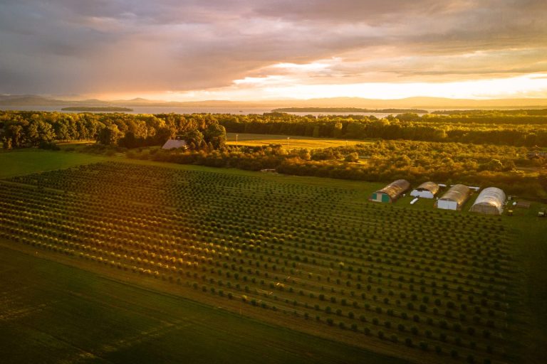 Regenerative Cannabis Farming: Living Soil, Sun-Grown Weed and No Federal Help