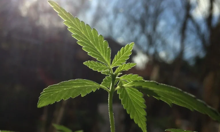 More Maryland Social Equity Marijuana Dispensaries Are Finally Starting To Open, Years After Market Launch