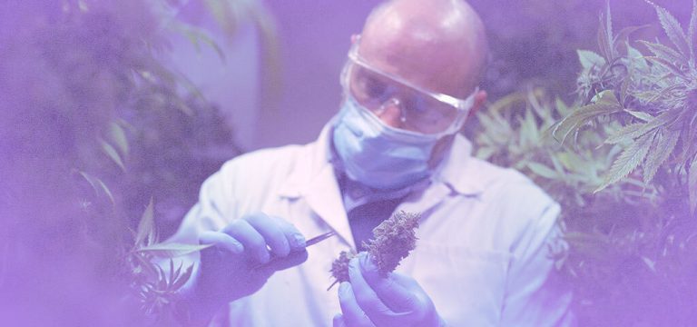 Canadian Government Launches Cannabis and Brain Health Consortium