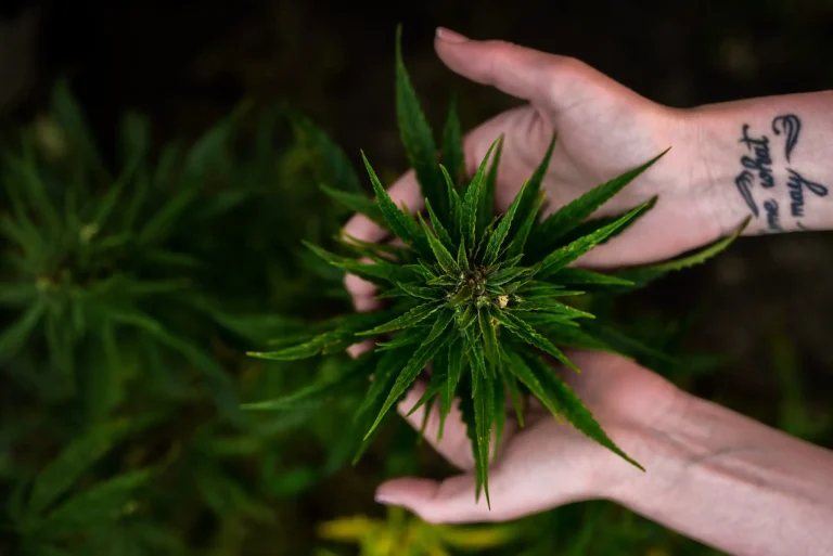 Boxing And Combat Sports Officials Consider Marijuana Breathalyzer Device For Fighters