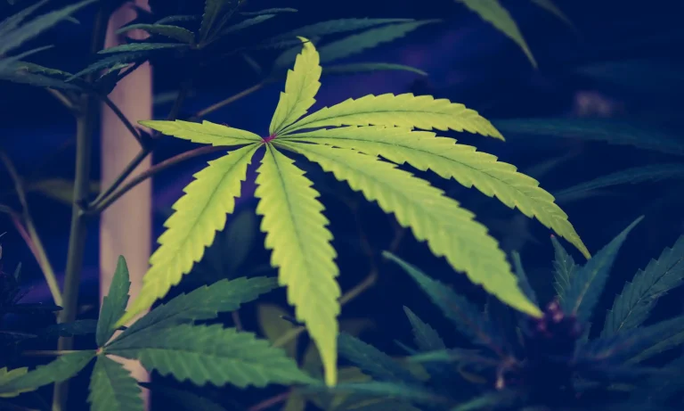 Hemp Company Pushes Back On DEA Claim That Synthetic Cannabis Compound HHC Is Illegal