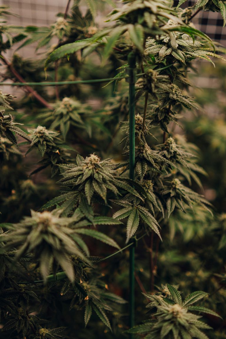Five Years and $100,000 Later, New York Finally Let Me Sell Weed Five Years and $100,000 Later, New York Finally Let Me Sell Weed