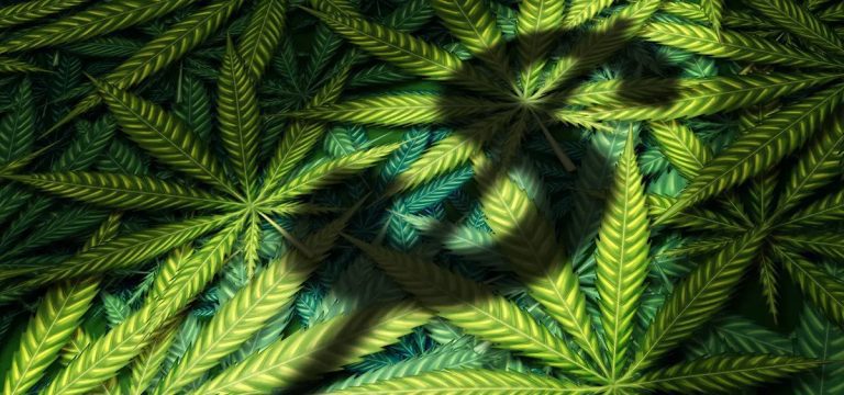 Tennessee Ban on THCA Has Cost State $54M in Tax Revenue