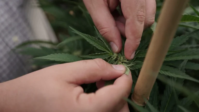 Workers At More Missouri Marijuana Businesses Win Union Fights Following Federal Ruling Workers At More Missouri Marijuana Businesses Win Union Fights Following Federal Ruling