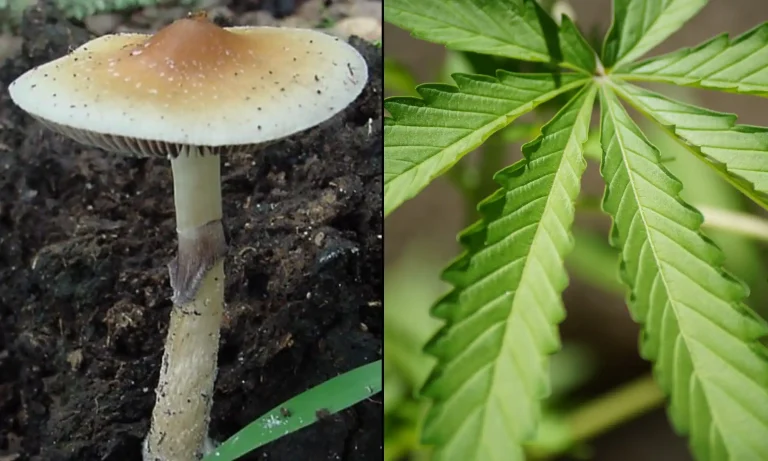 SXSW Is Considering Marijuana And Psychedelics Panel Proposals For 2027 Festival, And You Can Vote On Them