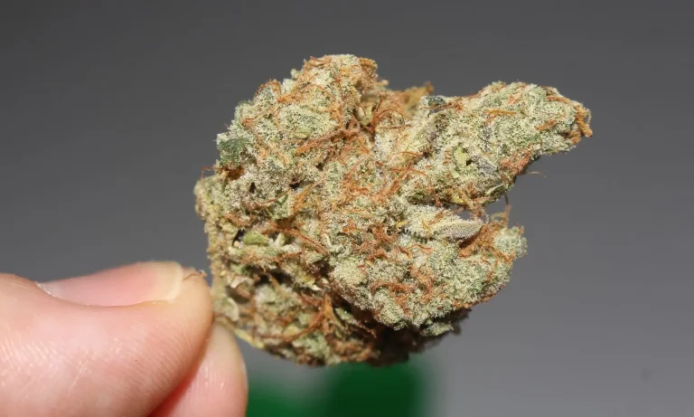Marijuana Improves Symptoms For People With Anorexia And Other Eating Disorders, Study Finds