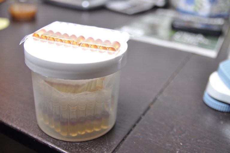 The Netherlands Needs a New Medical Cannabis Supplier