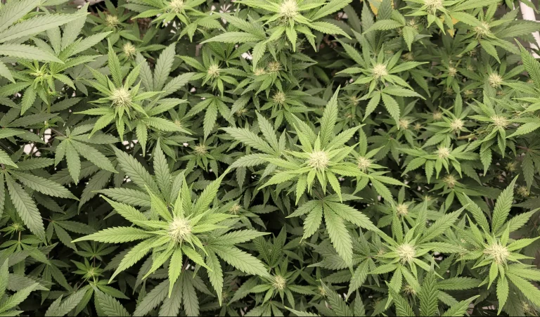 North Carolina Residents Support Legalizing Marijuana And Keeping Hemp THC Products Legal For Adults Over 21, Poll Shows