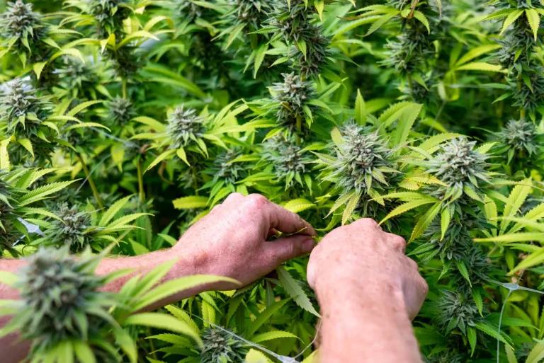 Marijuana Should Be Federally Legalized And Taxed, U.S. Senate Candidate Josh Turek Says