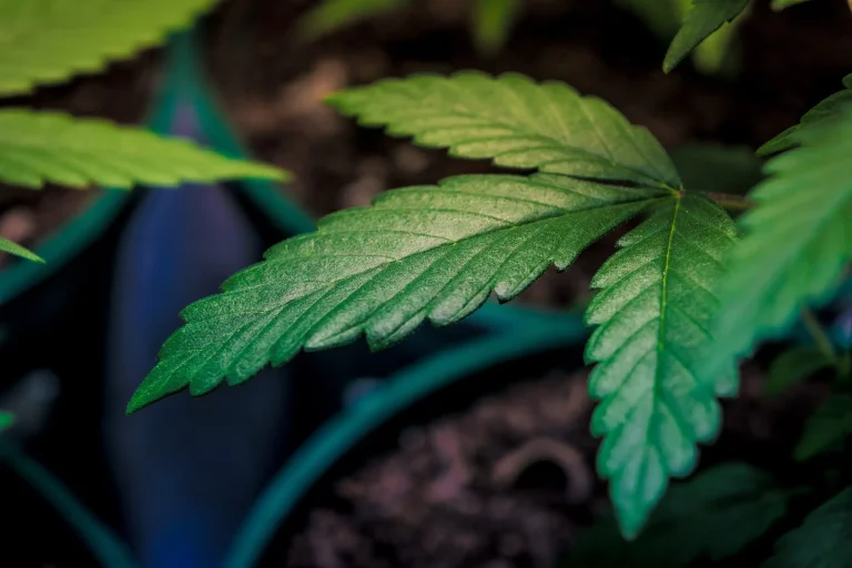 Alabama Officials Withdraw Objection To Rescheduling Marijuana Under State Law In Line With Trump’s Federal Move